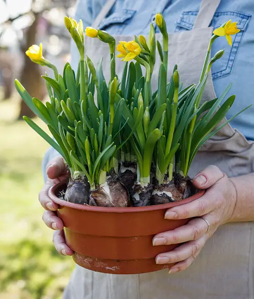 Plants With Leaves Reminiscent of Tulips