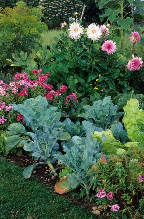 Dahlias Flowers For Herb Garden