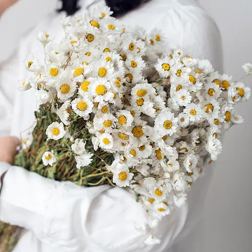beautiful Feminine Flowers 