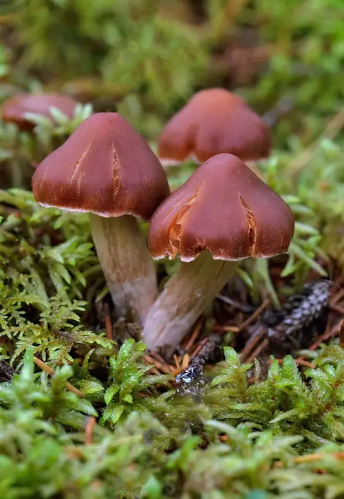 Poisonous Mushrooms in Tennessee 2