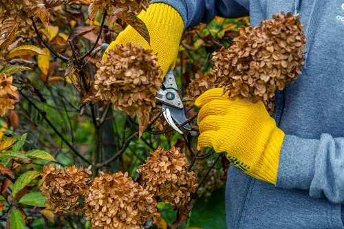 Plants to be pruned in March 3