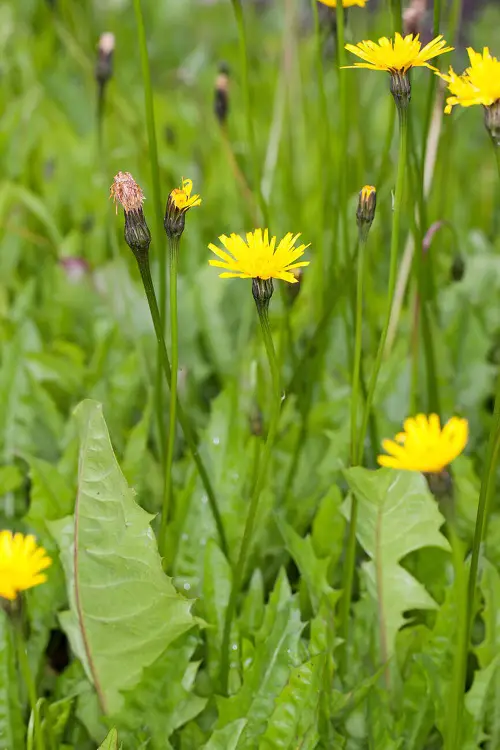 Flowers That Look Like Dandelions 12