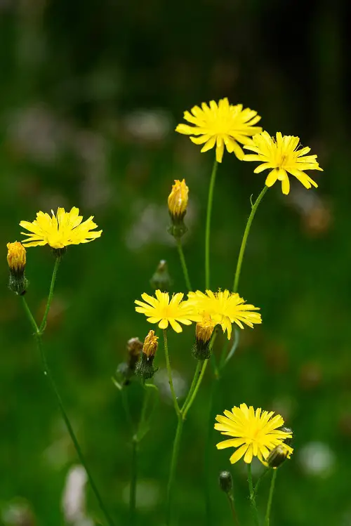 Flowers That Look Like Dandelions 7