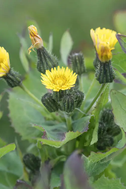 Flowers That Look Like Dandelions 5