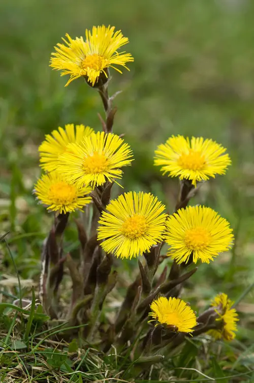 Flowers That Look Like Dandelions 4