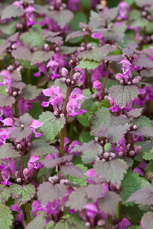 best mauve flowers 13