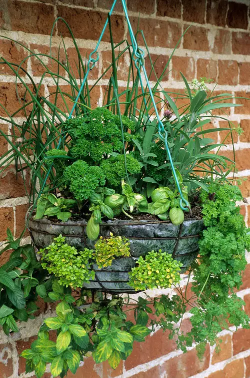 diy hanging baskets for herbs 2