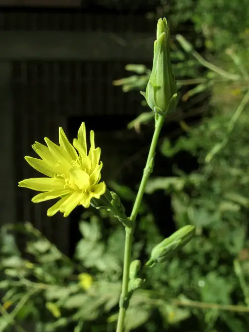 Flowers That Look Like Dandelions 9