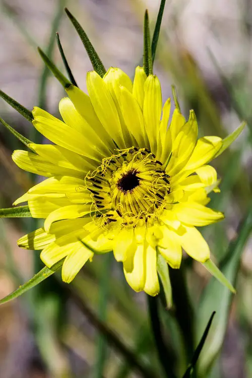 Flowers That Look Like Dandelions 2