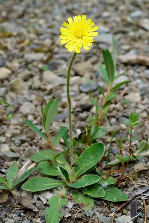 Flowers That Look Like Dandelions But Are Not 3