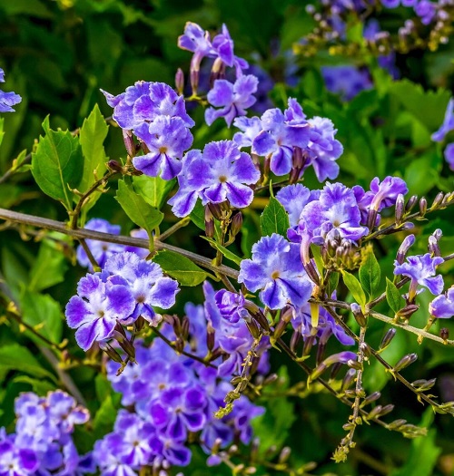  Colorful Plants in Florida garden 4
