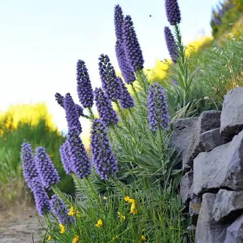  Bluebonnets shaped flowers in garden 3