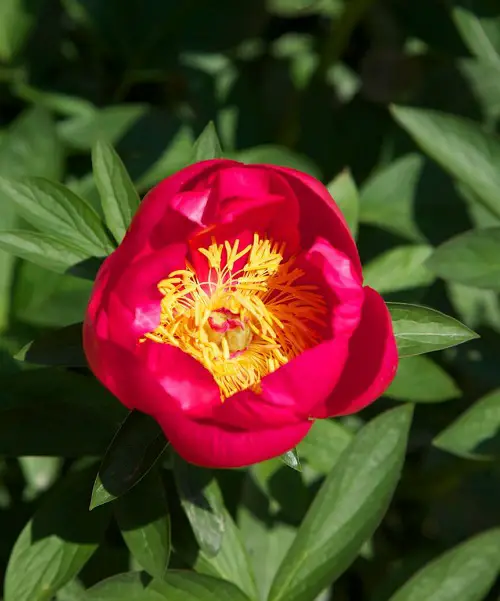 Flowers That Look Like Fire 2