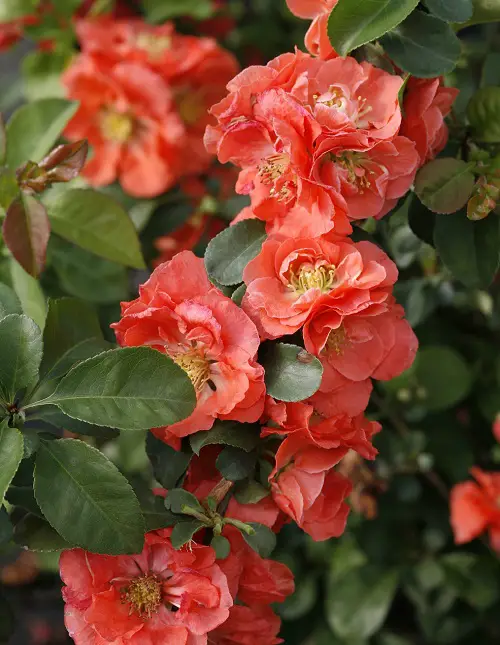 Plants You Should Prune in March for More Flowers 1