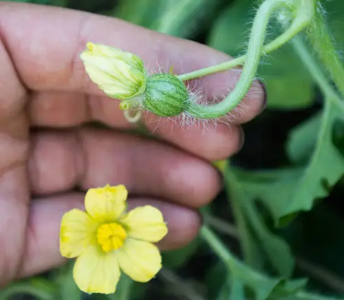 Watermelon flowering Stages