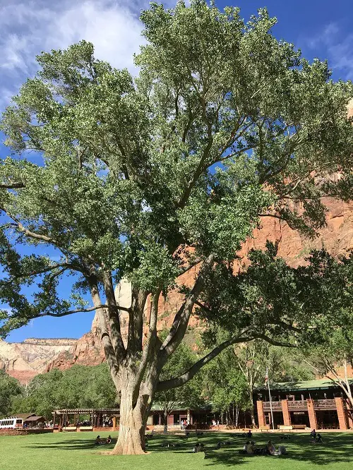 Fast Growing Shade Trees in California 6