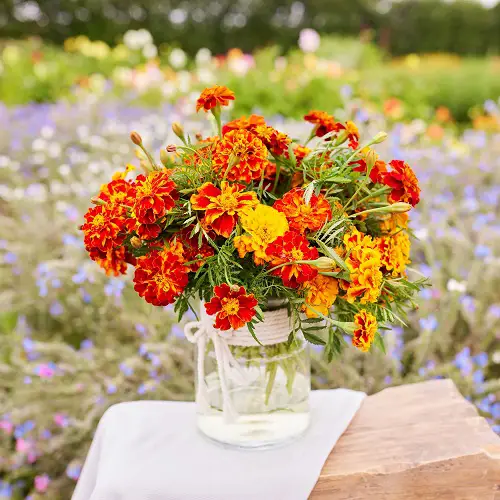 Flowers that Look Like Butterfly 5