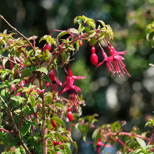 plants Prune in March for More Flowers 4