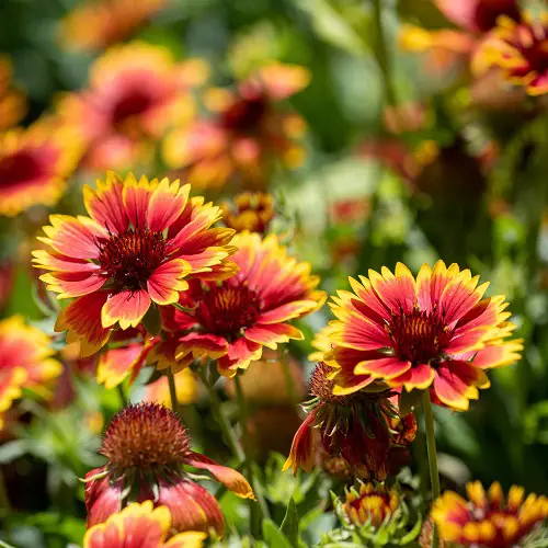 Colorful Plants in Florida garden 5