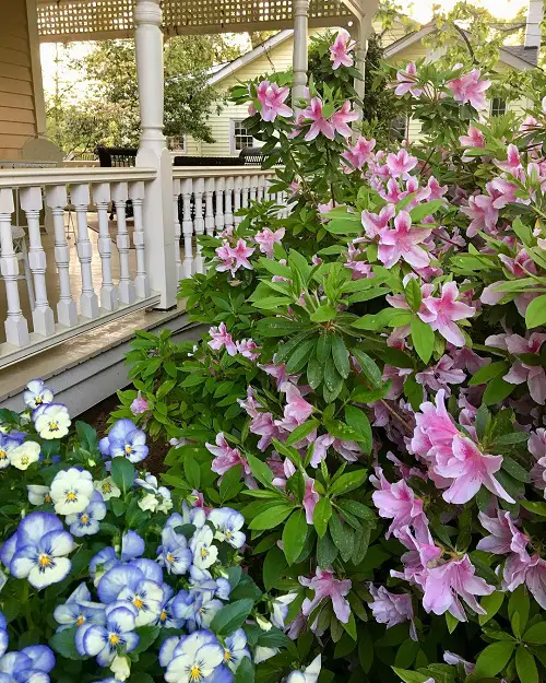 beautiful Shrubs that Climb like a Vine 2