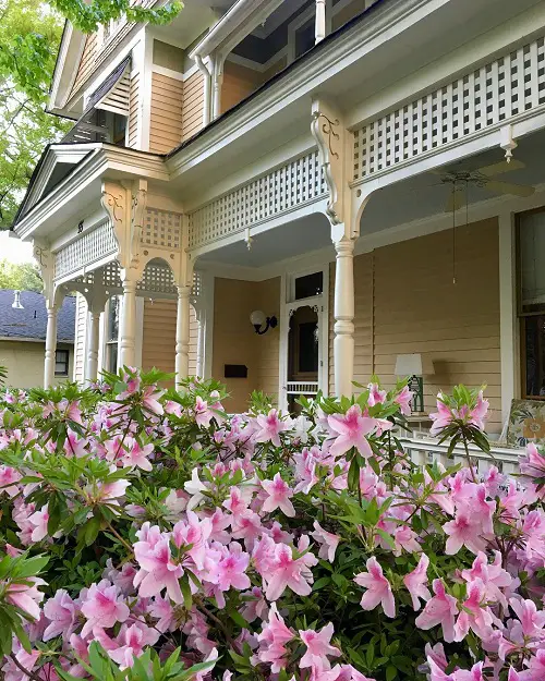 George Taber Azalea