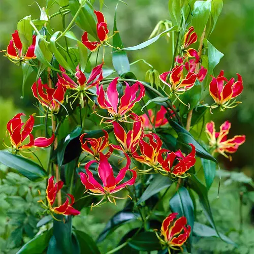 Flowers That Look Like Fire 7