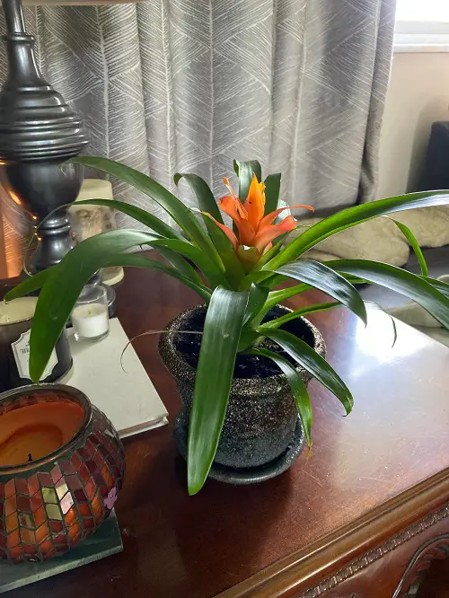 Guzmania indoor