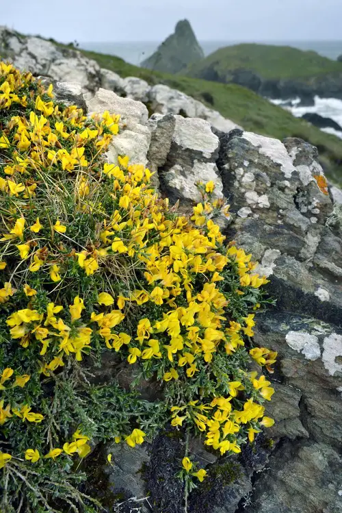 Swedish Flowers to grow 3