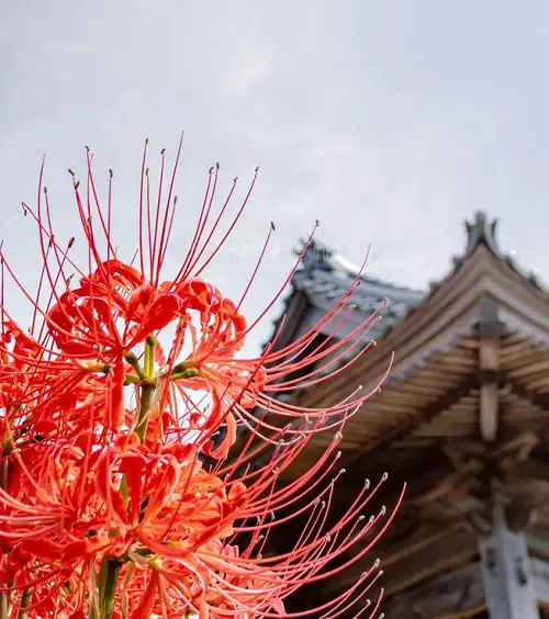 Flowers That Look Like Fire 15