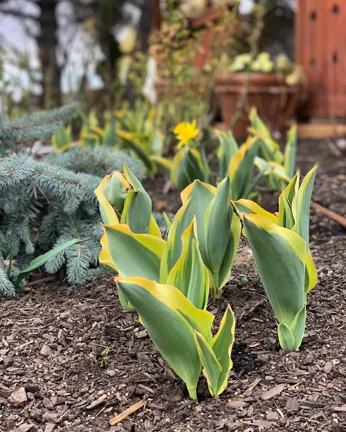 Plants With Leaves Reminiscent of Tulips 