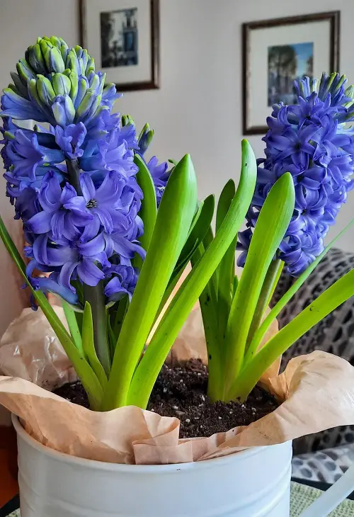 best Purple Spring Flowers indoor