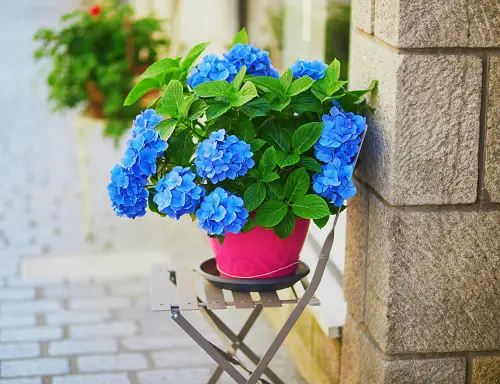 charming Thank You Flowers