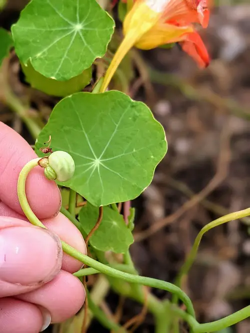 Indoor Plants that Self-Seed 6