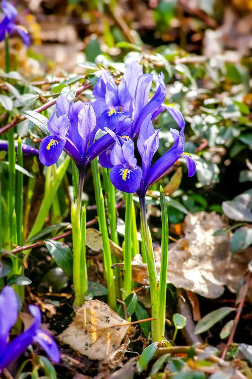 irish flowers in garden 