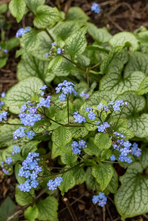 best Flowers with a B at the beginning