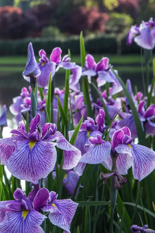 Flowers that Look Like Butterfly 11