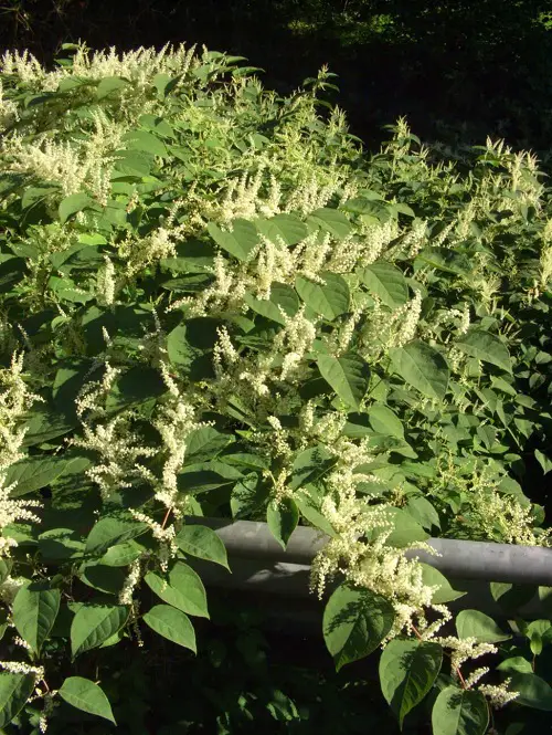Weeds that Look Like Trees 2