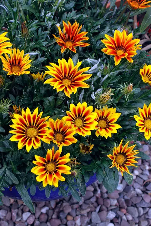 Flowers That Look Like Fire 11