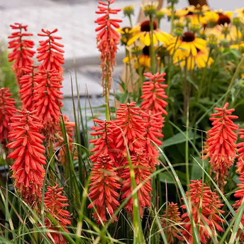 Flowers That Look Like Fire 4