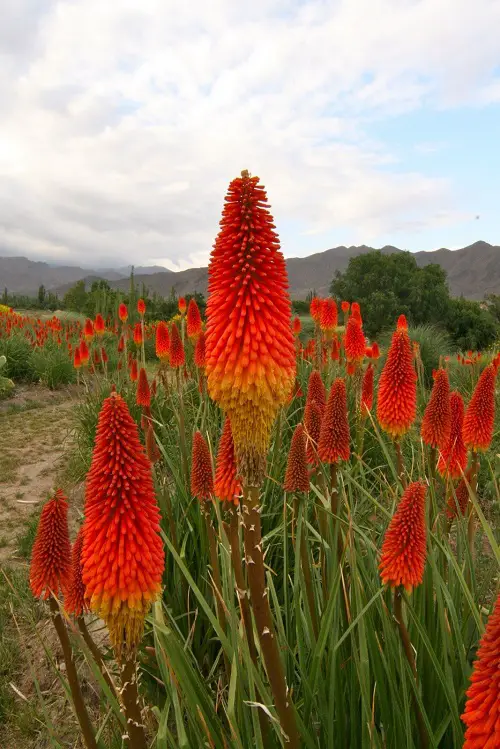 Flowers That Look Like Fire 6