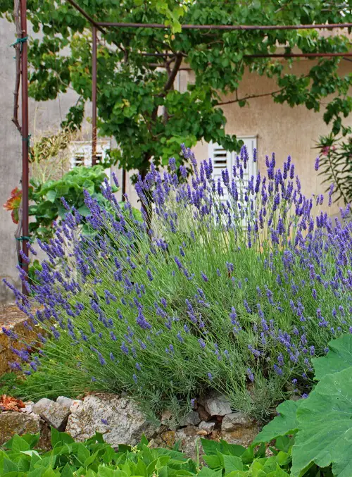 perennials that rabbits avoid 1