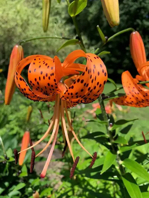 Flowers That Look Like Fire 10