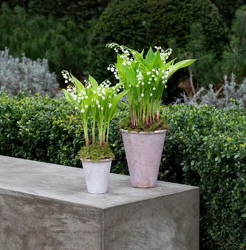 Swedish Flowers to grow in pot 