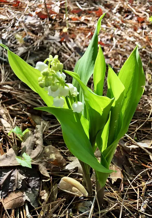 Plants Resembling Tulip Leaves 