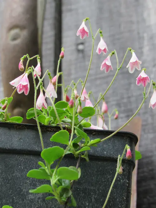 Swedish Flowers to grow 