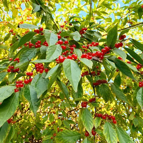 Vines with Red Berries