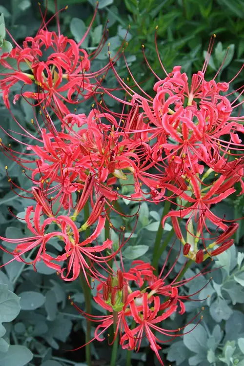 Flowers That Look Like Fire 3
