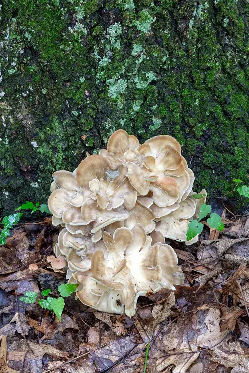 mushrooms starting with M 1