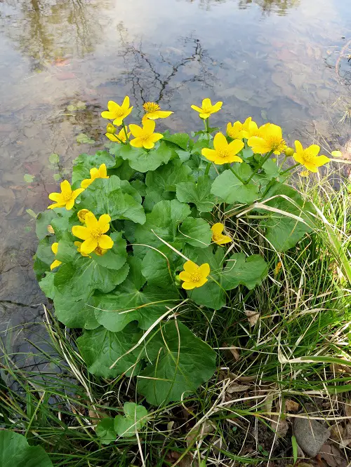 Swedish Flowers in garden 2