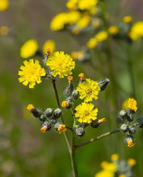 Flowers That Look Like Dandelions But Are Not 3